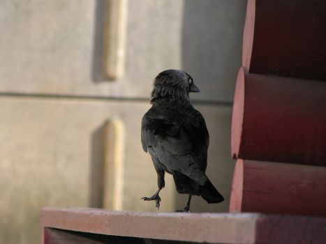 black raven walking on the roof