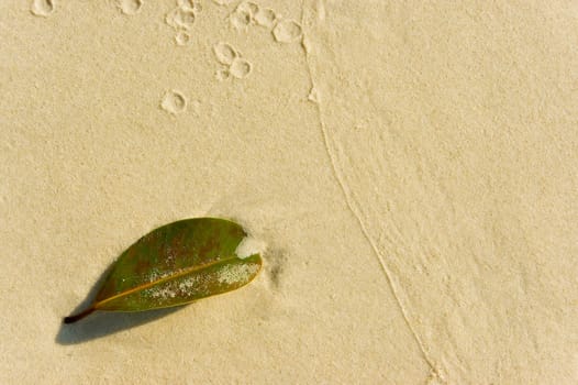 leaf on a beach