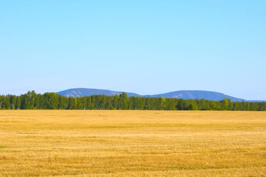 Russian rye field on a background of the blue sky