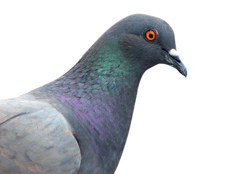 closeup pigeon isolated on the white background