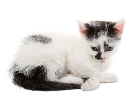 close-up lying small kitten, isolated on white