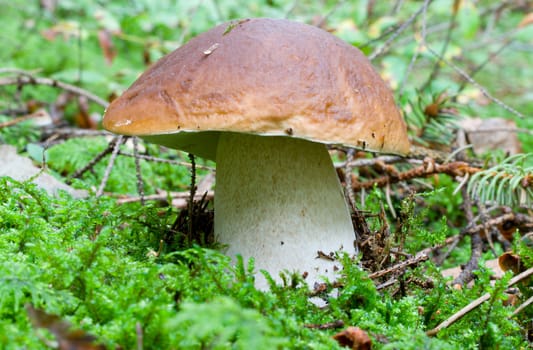 close-up boletus in forest