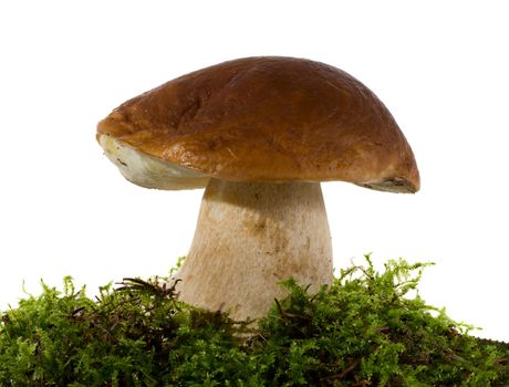 close-up boletus with moss, isolated on white