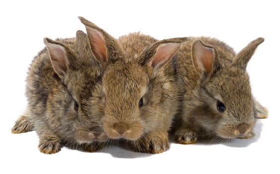 close-up three small baby rabbits, isolated on white