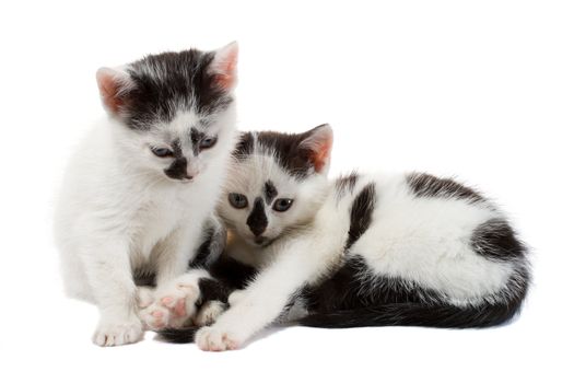 close-up two kittens, isolated on white