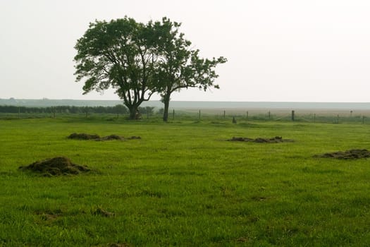 Two lonely trees standing peacefully in the evening light on Wieringen, the Netherlands.