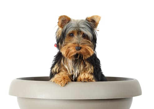 little dog in big flower pot, white background