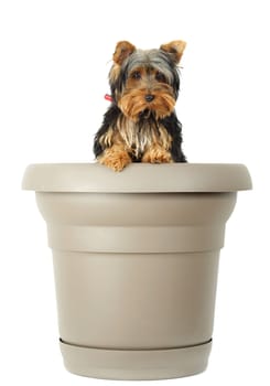 little dog in big flower pot, white background