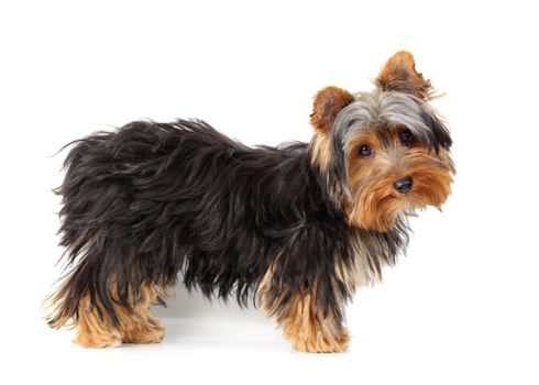 young yorkshire terrier, white background