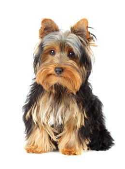 young yorkshire terrier, white background