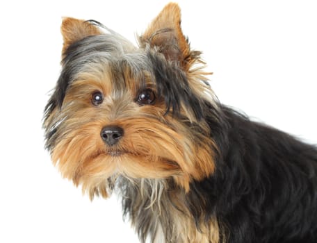 young yorkshire terrier, white background