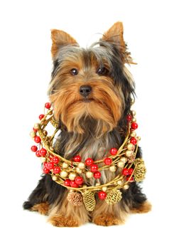 yorkshire puppy with xmas ornament, white background