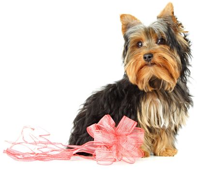 young yorkshire terrier and red ribbon bow, white background