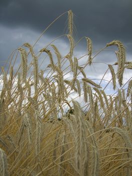 Close-up of rye ears under clouded sky