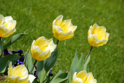 yellow blooming tulips over natural green background