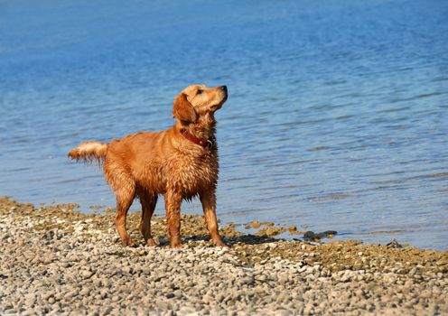 wet golden retriever young dog on riverbank looking up