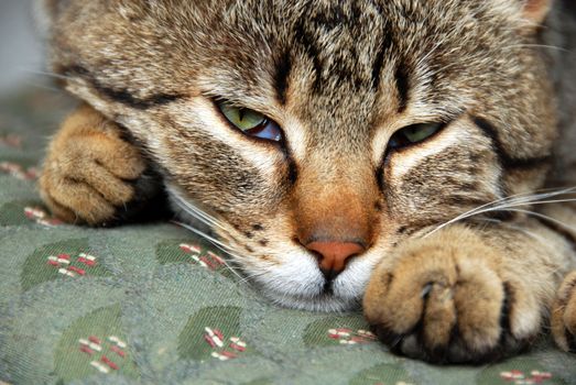 gray domestic mixed-bred sleeping cat portrait, waking up, closeup