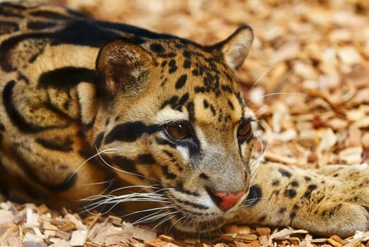 Amur leopard  (Panthera pardus orientalis) in the Prague zoo.