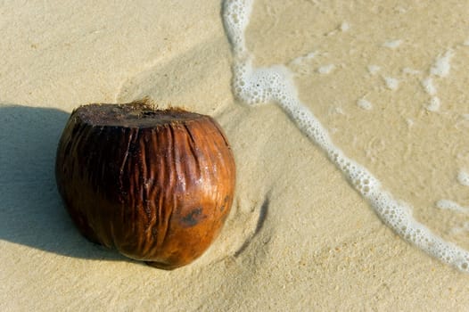 coconut on a beach