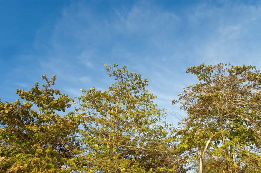 trees against blue sky