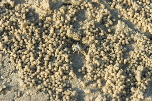 beach crab