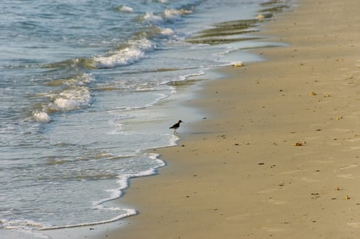 bird on a beach