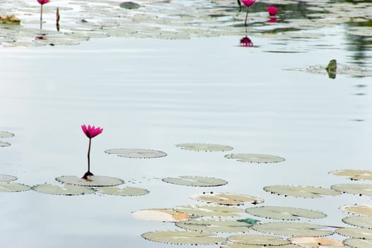 lotus pond