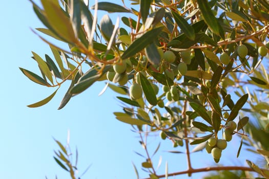 Greek olives. Olive branch on the island of Crete. Greece