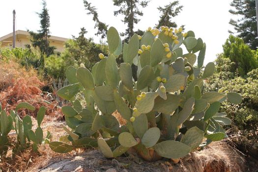 the big cactus of the desert