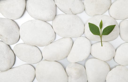front view white stones and green leaf