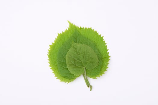 front view of green leafs on white background