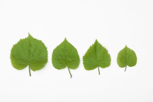 front view of for different leafs in spring time