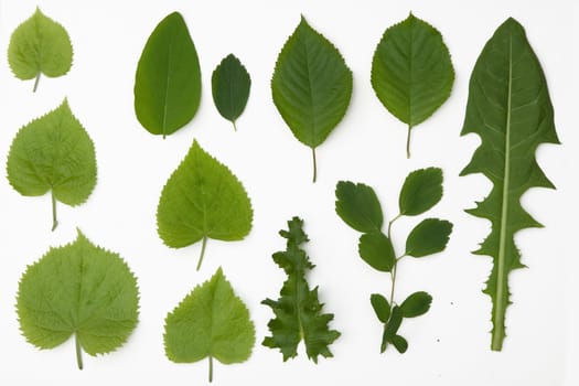 front view of different leafs in spring time