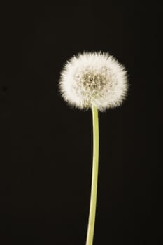 closeup of dandelion on black background, in spring time