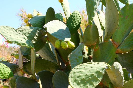 Large green cactus on the island of Crete. Greece