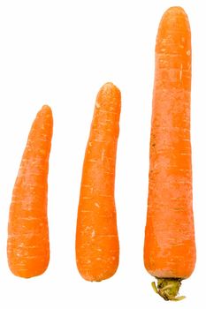 Three different carrots on a white background