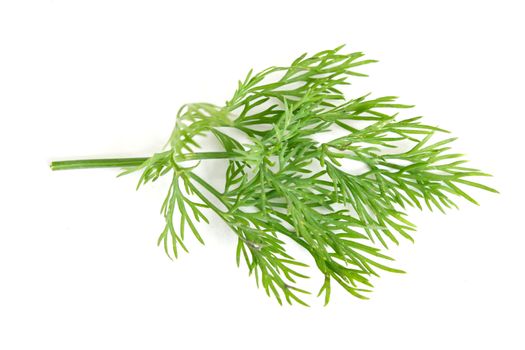 Delicious fresh dill from the garden