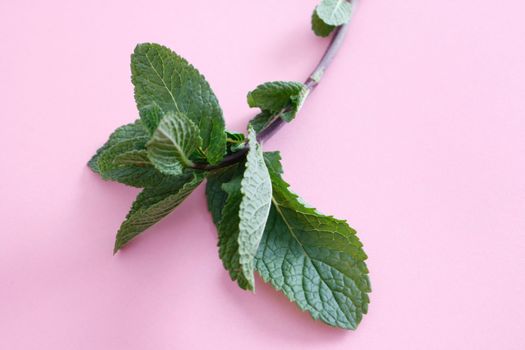 Mint leaves on assorted bg