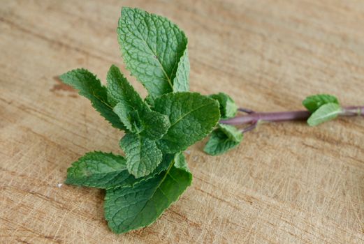 Mint leaves on assorted bg