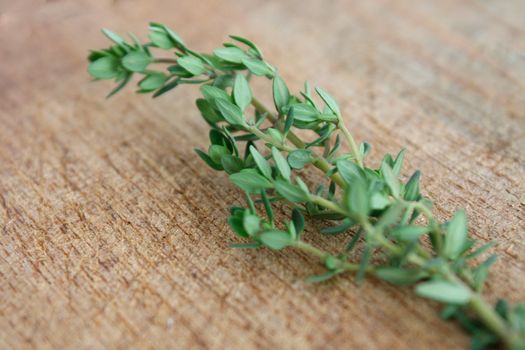 Thyme
