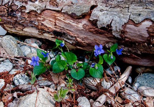 Blue springflowers on a beach with a pebbles and a stump