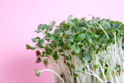 Water cress isolated on white