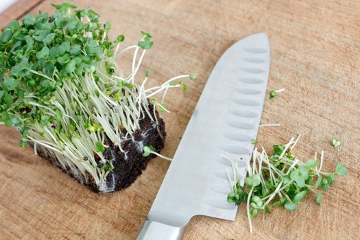 Water cress isolated on white