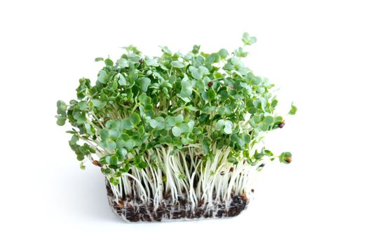 Water cress on a background