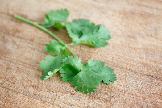 Green coriander on a background