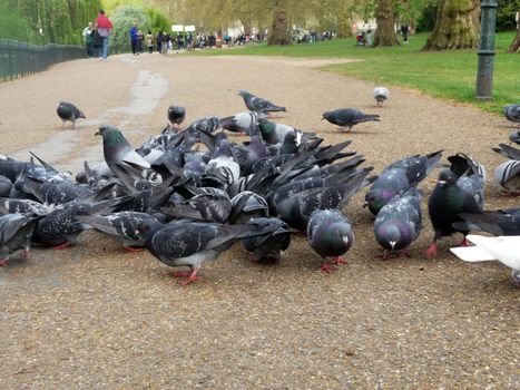 A group of Pigeons in a feeding frenzy.