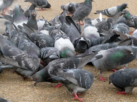 A group of Pigeons in a feeding frenzy.