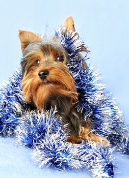 little yorkshire dog with blue christmas garland, blue background