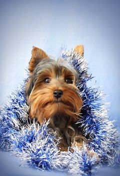 little yorkshire dog with blue christmas garland, blue background