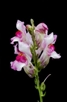 Close-up (macro) of the bloom